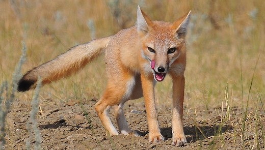 Swift Fox | The Animal Facts | Appearance, Diet, Habitat, Behavior