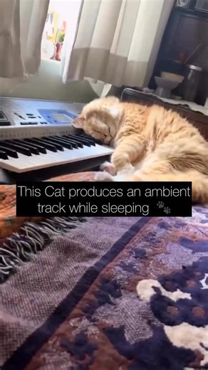 Evan Rhoda | Drummer 🥁 on Instagram: "Drum and bass cat? I was inspired by @starpowerdrummer . . . #drummer #drums #drumming #drummers #drummersofinstagram"