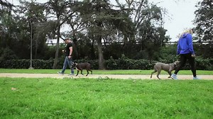 11K views · 185 reactions | If you've got dog reactivity issues (also...