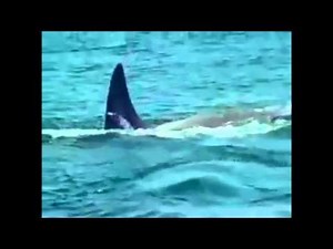 【衝撃！！】 サメvsシャチ