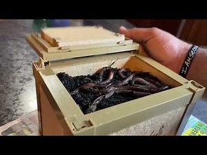 INTRUDER Nightcrawler Worm Bait Box Review