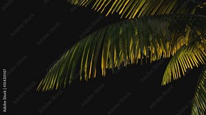3d animation. Palm tree branch on a transparent background in the wind . Keying, alpha channel PNG