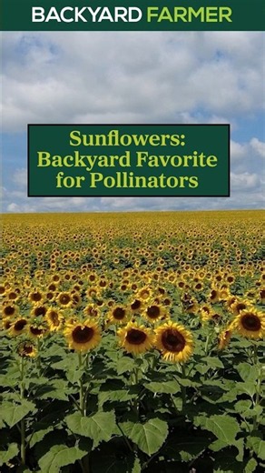 Sunflowers: A Backyard Favorite for Pollinators