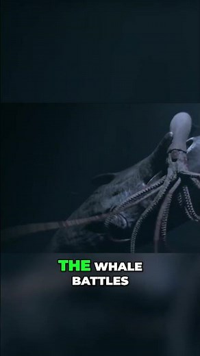 Sperm Whale vs. Giant Squid: The Epic Clash of the Deep Sea