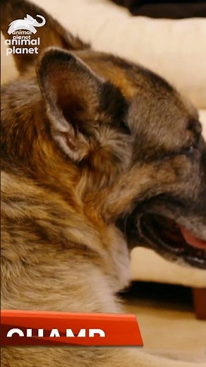 First Lady Dr. Jill Biden Shares Her Love For Dogs | Puppy Bowl | Animal Planet