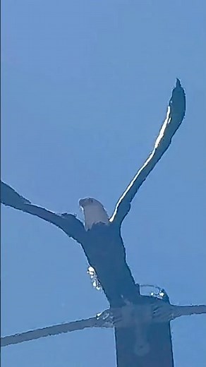 Bald Eagle Launches Into the Sky—Slow Motion Perfection! #birds