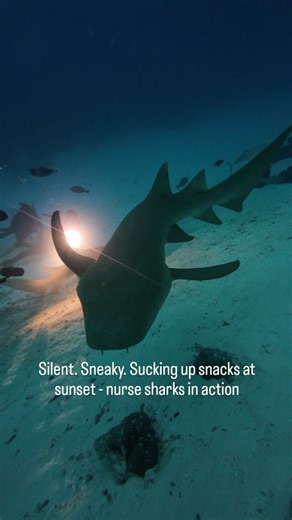 Meet the nurse shark - the chill, bottom-dwelling shark that’s full of surprises! Here are a few fun facts to boost your shark trivia: They don’t have sharp teeth—they suck their food up like a vacuum! They can stay motionless for hours (yep, not all sharks need to keep swimming!). Their name might come from the Old English word “hurse” meaning seafloor shark - though we kinda love the “nurse” image. Slow, curious, and surprisingly cute - nurse sharks are the mellow cruisers of the reef. Ever sh