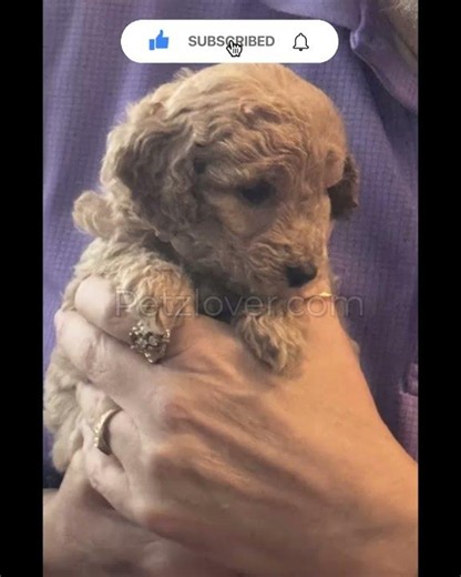 Cream Puff – A Sweet Goldendoodle Puppy Looking for His Forever Home!