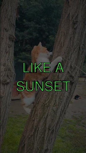 The Wonderful World of Cats Did you know there are more than 500 million domestic cats...