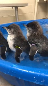 40K views · 1K reactions | SWIM LESSONS! ❤️Check out these adorable blue penguin chicks learning to swim at the Cincinnati Zoo & Botanical Garden! | ABC15 Arizona | Facebook