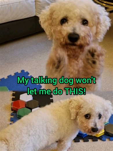 Discover Your Dog's Favorite Song with Fun Tunes