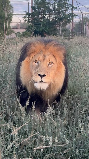 FELIDAE CENTRE on Instagram: "This morning started with a royal greeting—Sterling, our magnificent male lion, strolled over to say good morning, his deep rumble echoing through the air like a warm hello. There’s no better way to start the day than with a visit from the king himself. Explore the heart of Felidae! From volunteering opportunities to educational tours and thrilling adventures amidst free-roaming lions, there's something for everyone. Visit our site for more info: https://linktr.ee/f