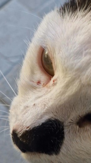 Ça y est , Tuthur vit pleinement sa vie de chat 🐱 | Sos 4 pattes en détresse