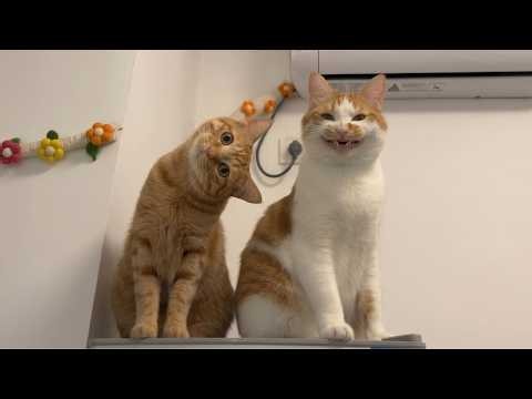 The Funniest CATS on the Planet! 🌍🤣 Funny Cat Videos