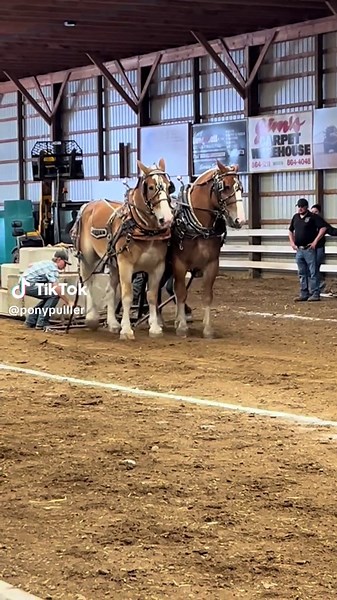 Exciting Horse Pulling Competitions Worth the Journey