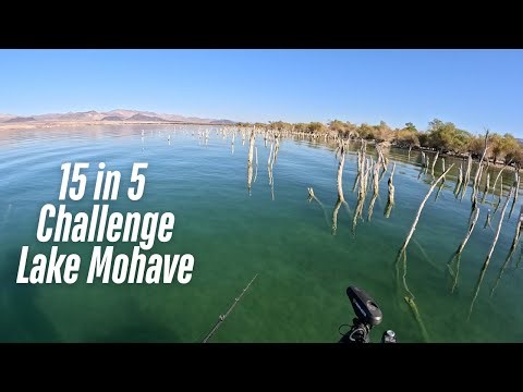 We journeyed to the land of Giant Smallmouth! 15 in 5 challenge on Lake Mohave