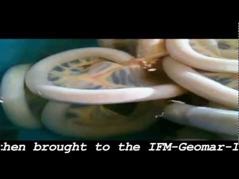 REPTILIAN TYPE ALIEN FOUND ALIVE IN THE BALTIC SEA!