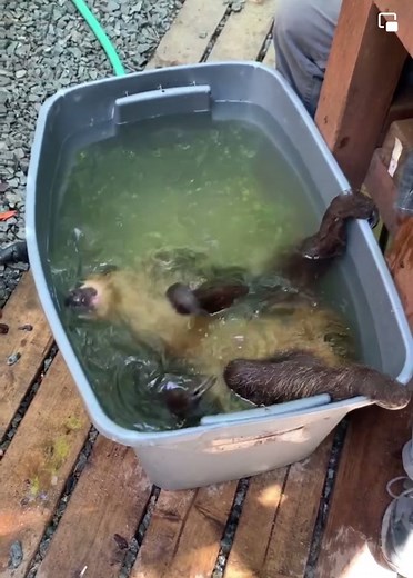 Sloth Bath Time: A Relaxing Experience | Help Save Their Home