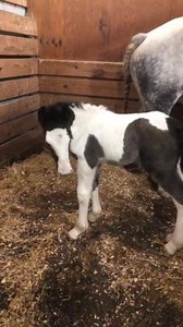 1.1K views · 204 reactions | Update for all you colt lovers!! | Rocking M Ranch Western Emporium | Facebook