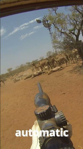 #AR10 PLEASE #camels #feral #australia