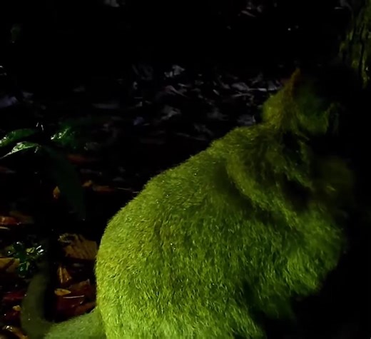 4.3K views · 85 reactions | Dana Try To Give Birth Make Sound Loudly ➡️ Click Here : https://animalhomepet.com/archives/2433 | Entertainment | Facebook