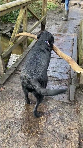 Clever Dog Finds a Workaround for Too-Small Bridge || ViralHog