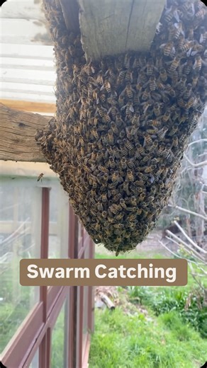 6K views · 69 reactions | Swarming bees aren’t as dangerous as people think. They have no home, babies or honey to protect. Swarm catching is a great way to assist bees finding new and safe home. #bees #naturalbeekeeping #homesteading #homesteadliving #swarmseason #beesswarming | Big Little Farm | Facebook