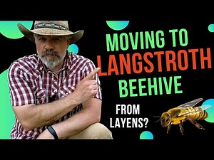 Moving Honeybees into a Langstroth Beehive from Layens