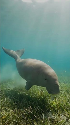Dugong | The Gentle Seagrass Grazer of the Sea