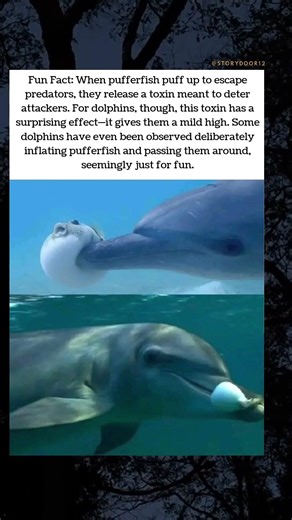 Dolphins and the Pufferfish Party 🐬💨