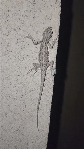 Ornate Tree Lizard... or really backyard wall lizard