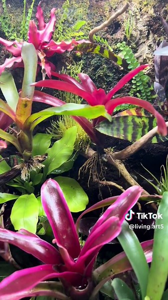 Exploring the Beauty of a New Paludarium Design