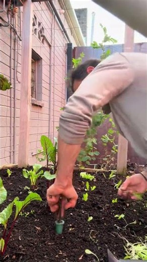 How easy it is to plant lettuce seedlings #garden #growyourownfood #health 🙏🧑🏼‍🌾🪴