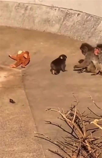 Punch the Monkey: Viral Video and Zoo Response