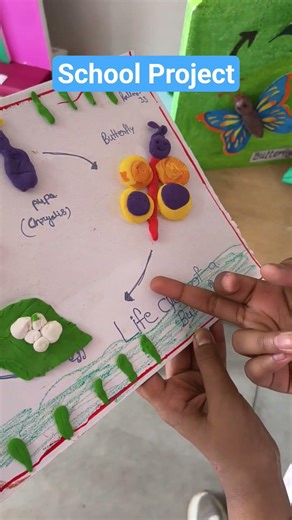 School Project | Life cycle of Butterfly #schoolproject #lifecycleofbutterfly #yashiworld #school