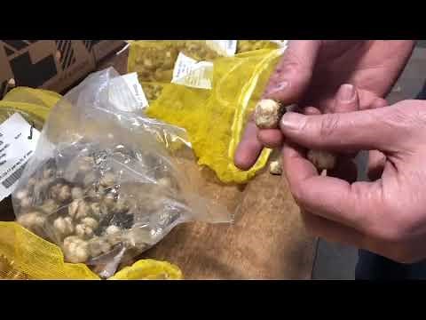 Specialty Bulbs: Which End is Up?