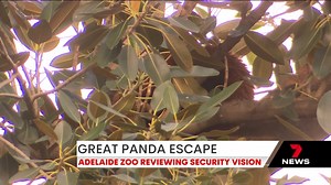 Adelaide Zoo staff are reviewing the red panda enclosure after its newest resident escaped. Details in 7NEWS Adelaide at 4pm and 6pm | www.7NEWS.com.au #7NEWS | 7NEWS Adelaide