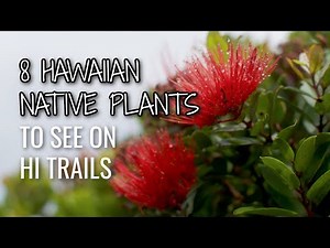 8 common Hawaiian native plants on Hawaii's hikes | Oahu Hawaii