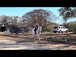 Laney Pittman on Zandee. USDF intro B