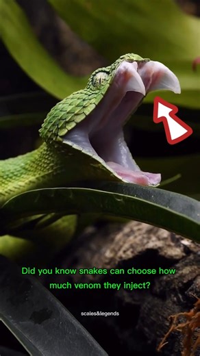 Snakes Control Their Venom?! #ReptileFacts #SnakeVenom #WildNature