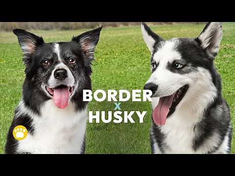 Husky Border Collie Mix (Appearance, Temperament & Care)