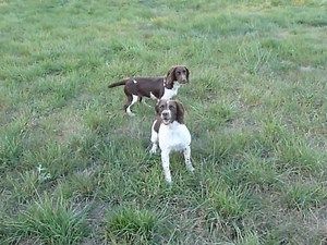 Séance d'entraînement à la chasse pour deux Springer Anglais (vidéo)