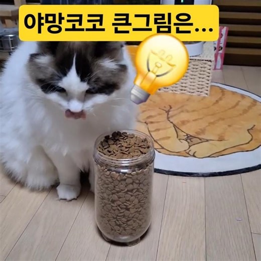 야망코코의큰그림핑크팬더괴도루팡힐링고양이랙돌코코동물농장