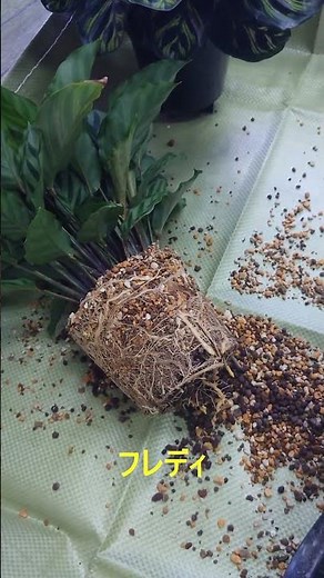 【観葉植物】カラテア フレディ マコヤナ 植え替え【園芸】