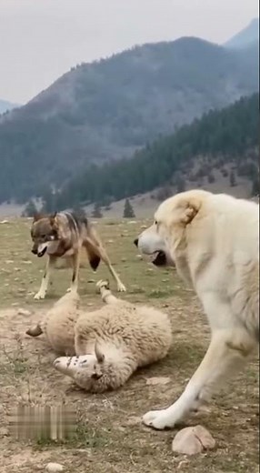 The Surprising Truth About Wolves and Sheep You Need to Know Now!