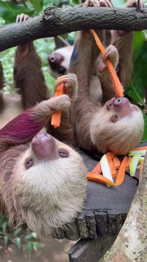 Two baby sloths eating carrots to encourage you to eat vegetables 🥕🦥🤎