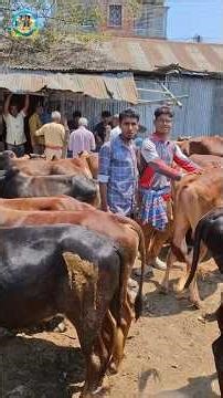 কি*নে নেওয়া ষাঁড় গরুর দা*ম|| #cow #cattleworld #bull #meatmarket #cowmeat #cowcalf #beefcattle