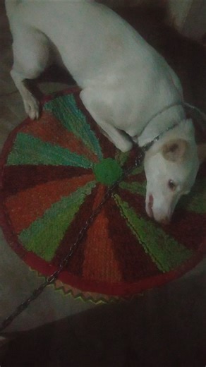 Daisy's dance🙂#on cockroach#🤣yt trending🔥🔥 shorts#plz like her video#yt songs#viral dog shorts