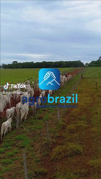 #agro #pecuaria #nelore #arroba #gado #trend #viral #app #agrobrazil #negociouregistrou