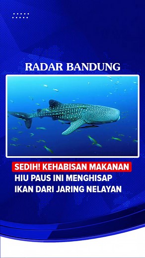 Hiu Paus Menghisap Ikan dari Jaring Nelayan